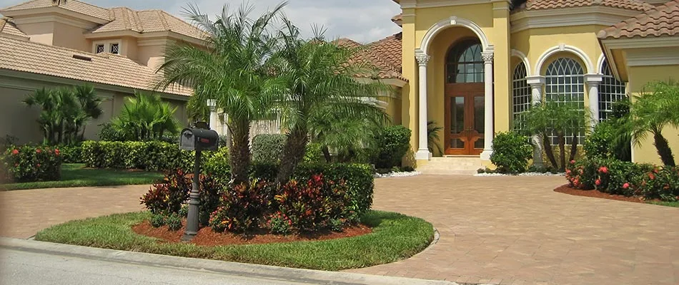 Tips for Preparing Palm Trees for Cooler Weather