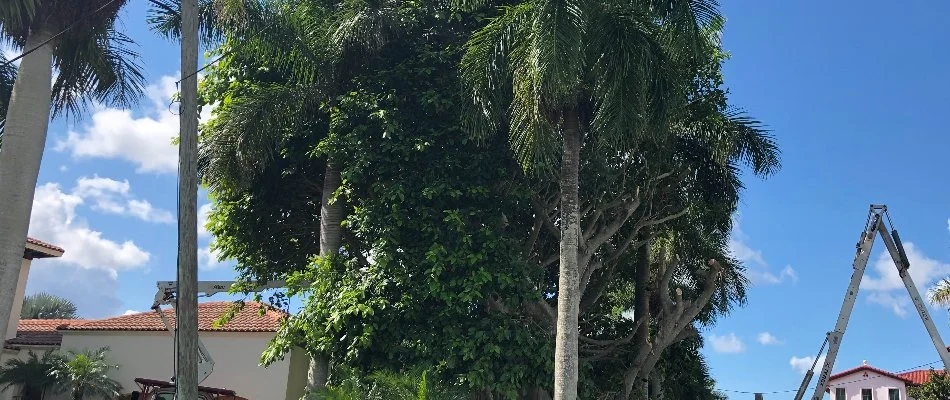 A tree in Cape Coral, FL, with dense foliage.