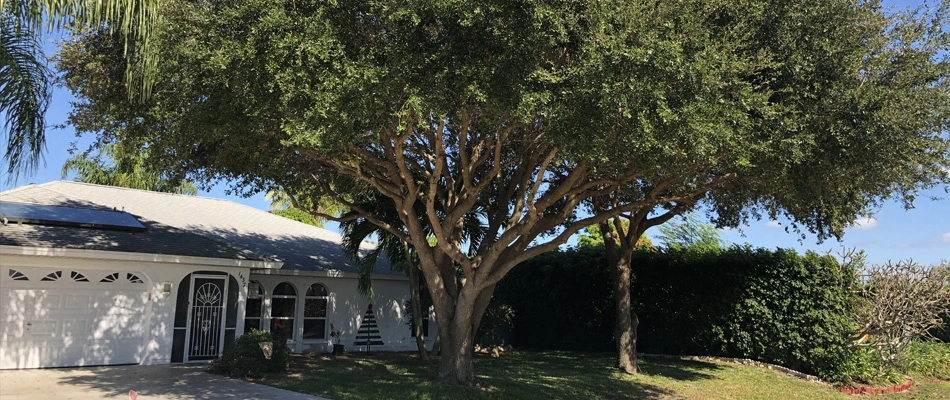 A large properly trimmed tree at a residential property in Cape Coral, FL.