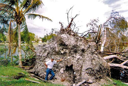 tree removal fort myers myers florida weve been delivering the best tree services in cape coral fort myers and other lee county areas since 1989 check out some of our work below tree services since 1989 coral area tims tree removal fort myers myers florida weve been delivering the best tree services in cape coral fort myers and other lee county areas since 1989 check out some of our work below tree services since 1989 coral area tims