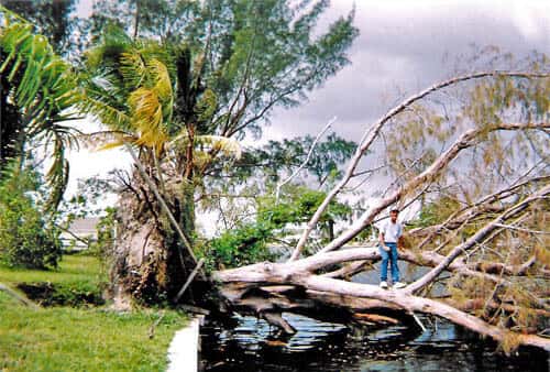 tree removal fort myers tree service weve been delivering the best tree services in cape coral fort myers and other lee county areas since 1989 check out some of our work below tree services since 1989 coral area tims tree removal fort myers tree service weve been delivering the best tree services in cape coral fort myers and other lee county areas since 1989 check out some of our work below tree services since 1989 coral area tims