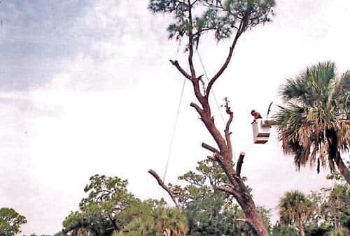 tree removal fort myers oak tree view our work gallery tree services since 1989 cape coral fort myers area tims tree removal fort myers oak tree view our work gallery tree services since 1989 cape coral fort myers area tims