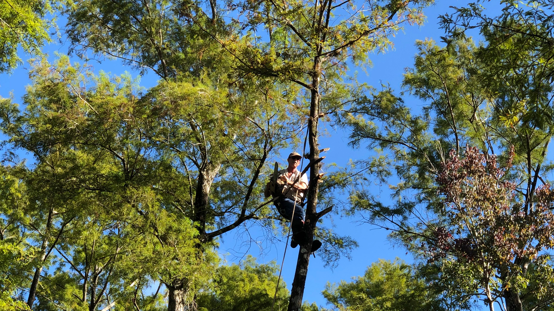 A tree climber high in the tree trimming multiple trees at a commercial property in Fort Myers.