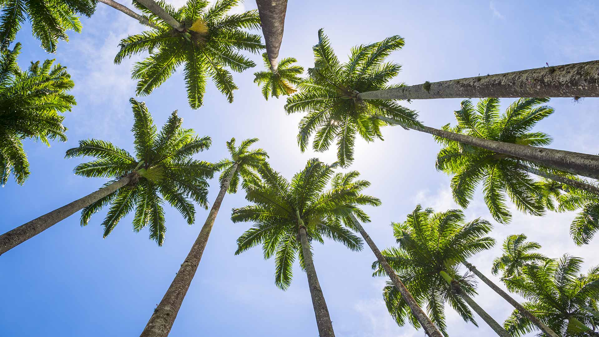 The Best Time to Trim Your Palm Trees in Florida