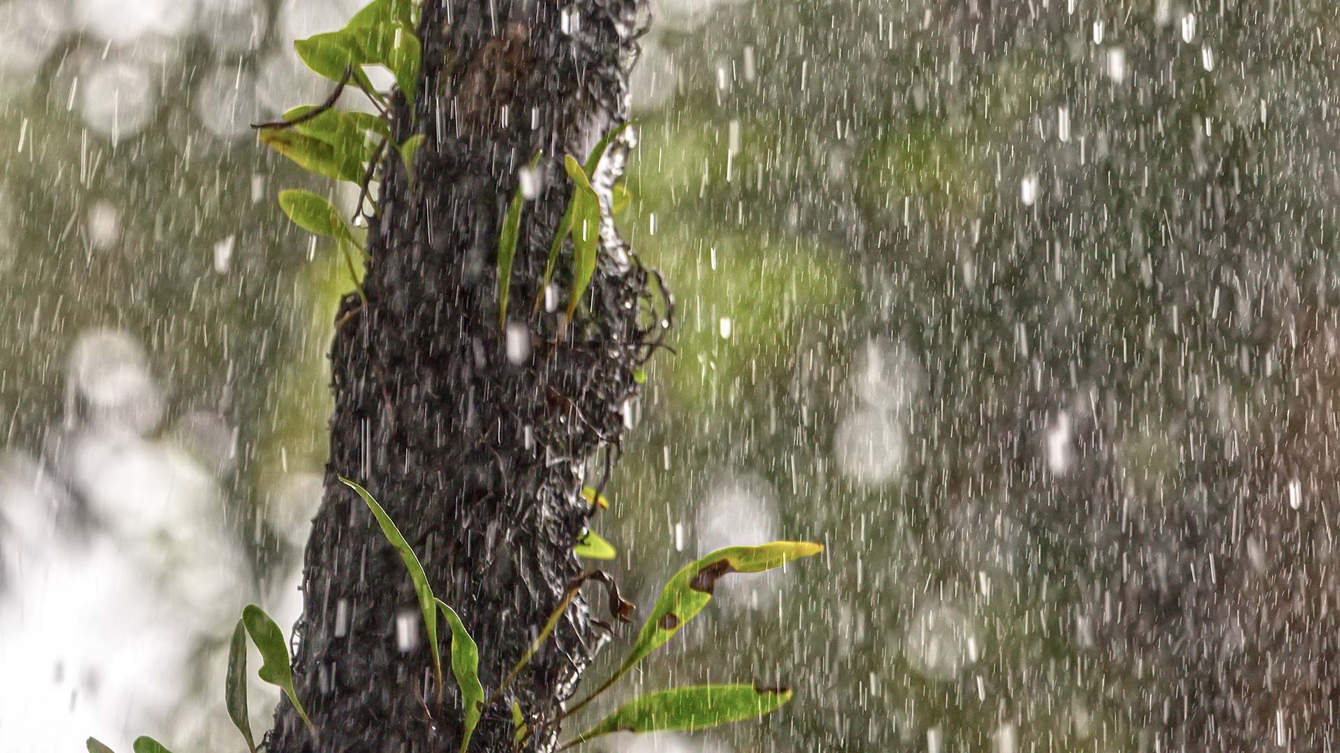 Is Rainy Season a Bad Time For Trees in Florida?