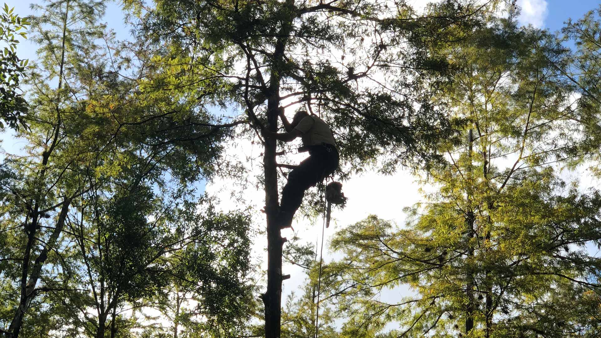 Trimming a tree in North Fort Myers, FL.
