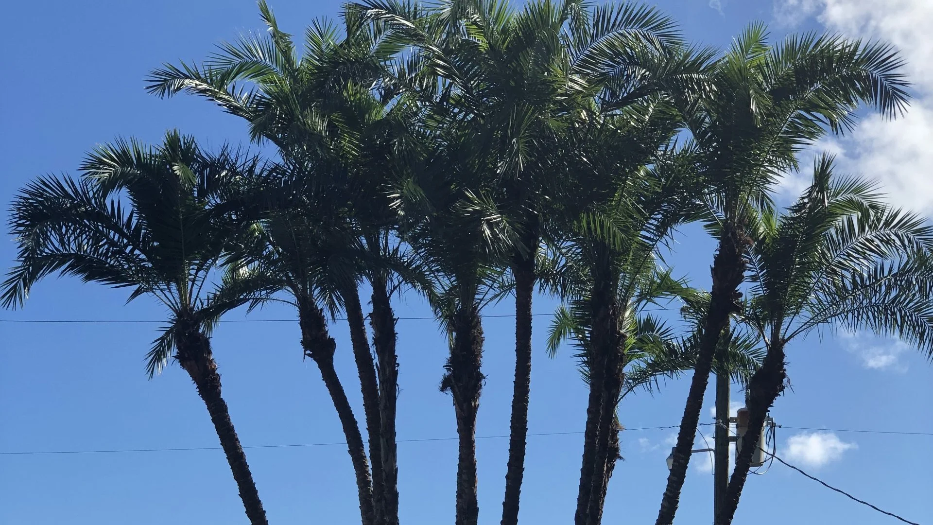 Different Types of Trees in Florida Should Be Trimmed at Different Times!
