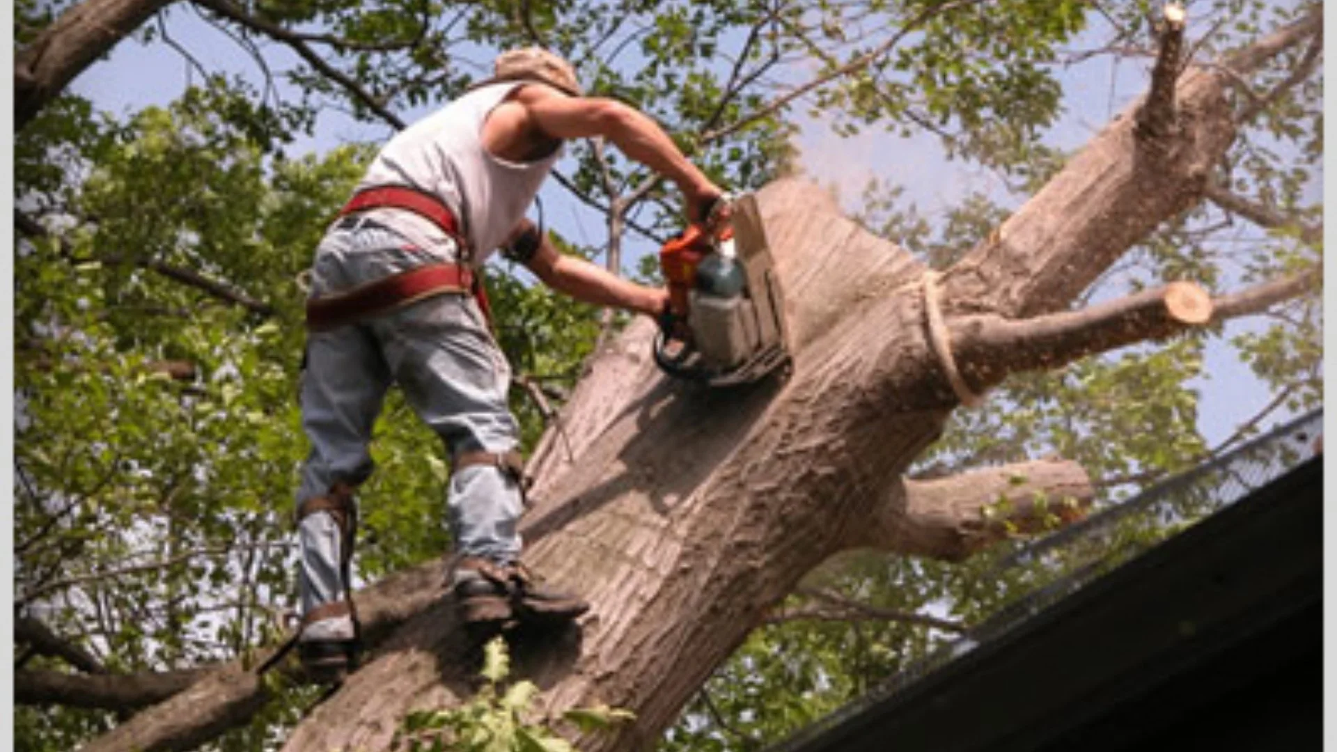 Understanding Tree Removal Terminology: Felling, Limbing & Crane-Assisted