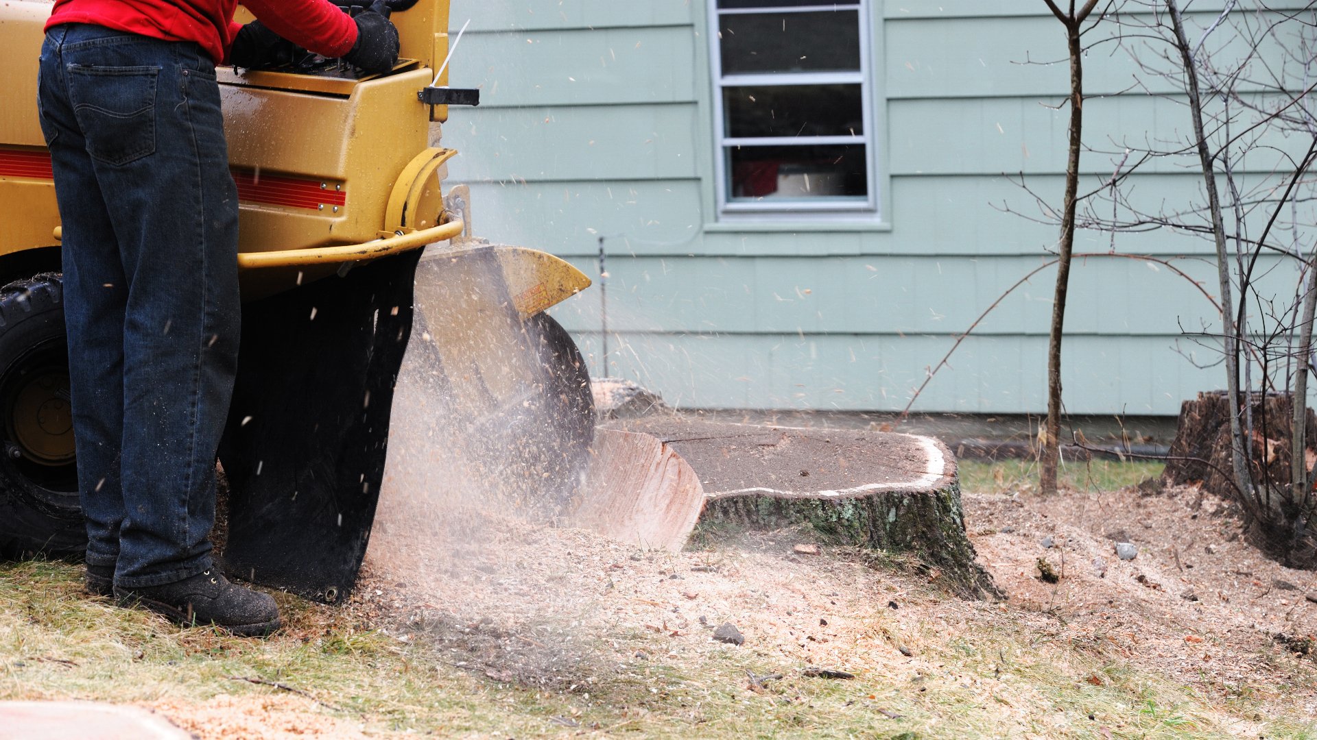 Should I Invest in Stump Grinding or Let My Stump Decompose on Its Own?