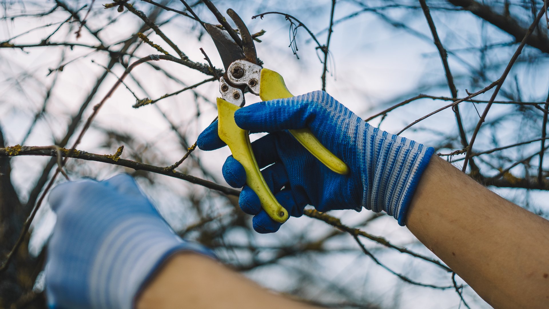 3 Reasons to Have Your Fruit Trees Trimmed This Year