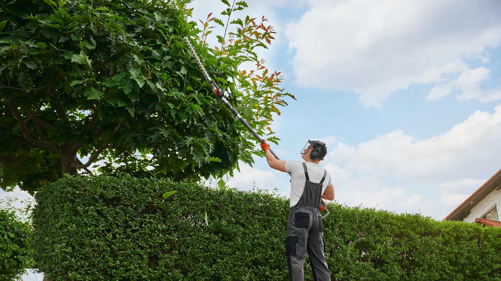 Guide Young Trees in the Right Direction With Trimming