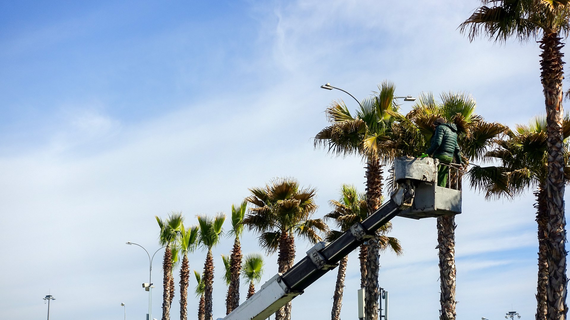 Don’t Try to Trim Your Palm Trees Yourself! Hire Pros to Do It Instead