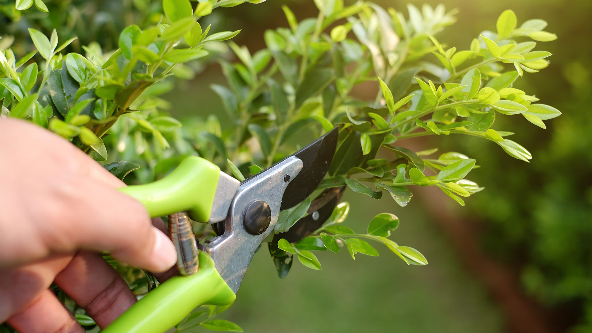 Here’s What Regular Plant Trimming Can Do for Your Trees