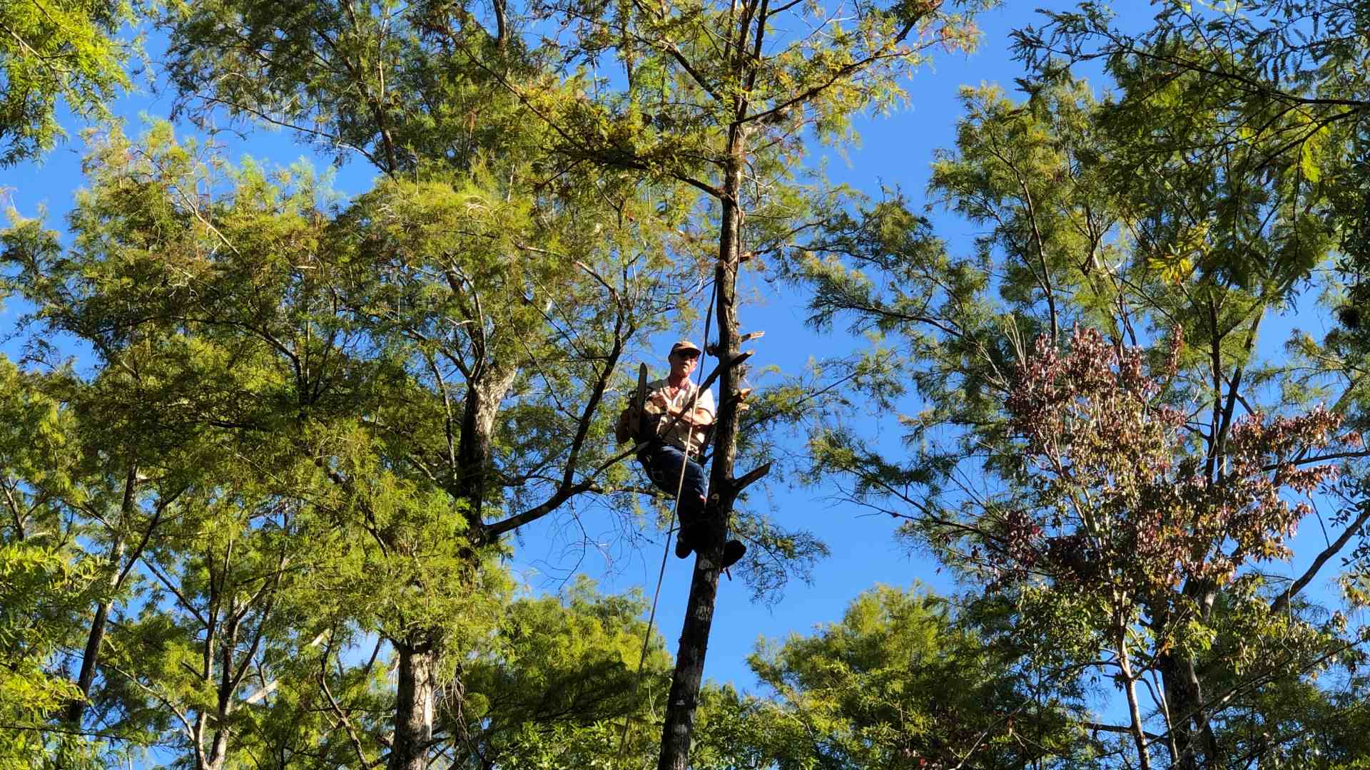 Professional in tree to trim down in Tice, FL.