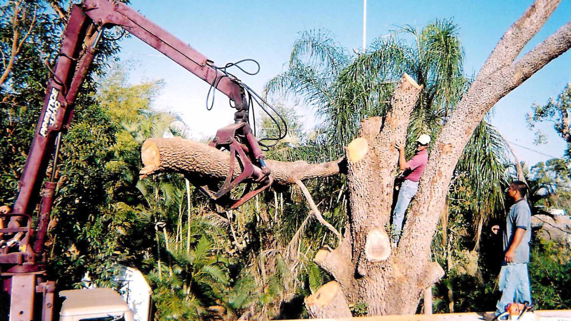 Here’s How to Prepare Your Trees for Summer in Florida