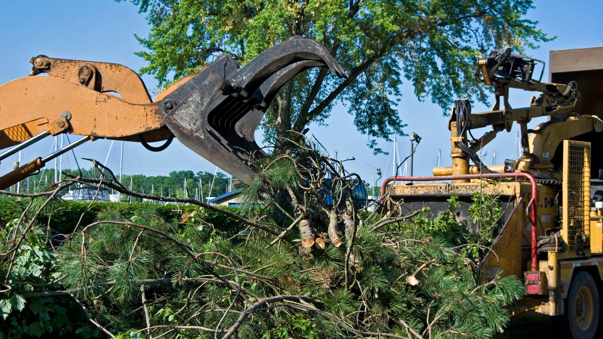 How Do I Know if Any Trees on My Commercial Property Need to Be Removed?