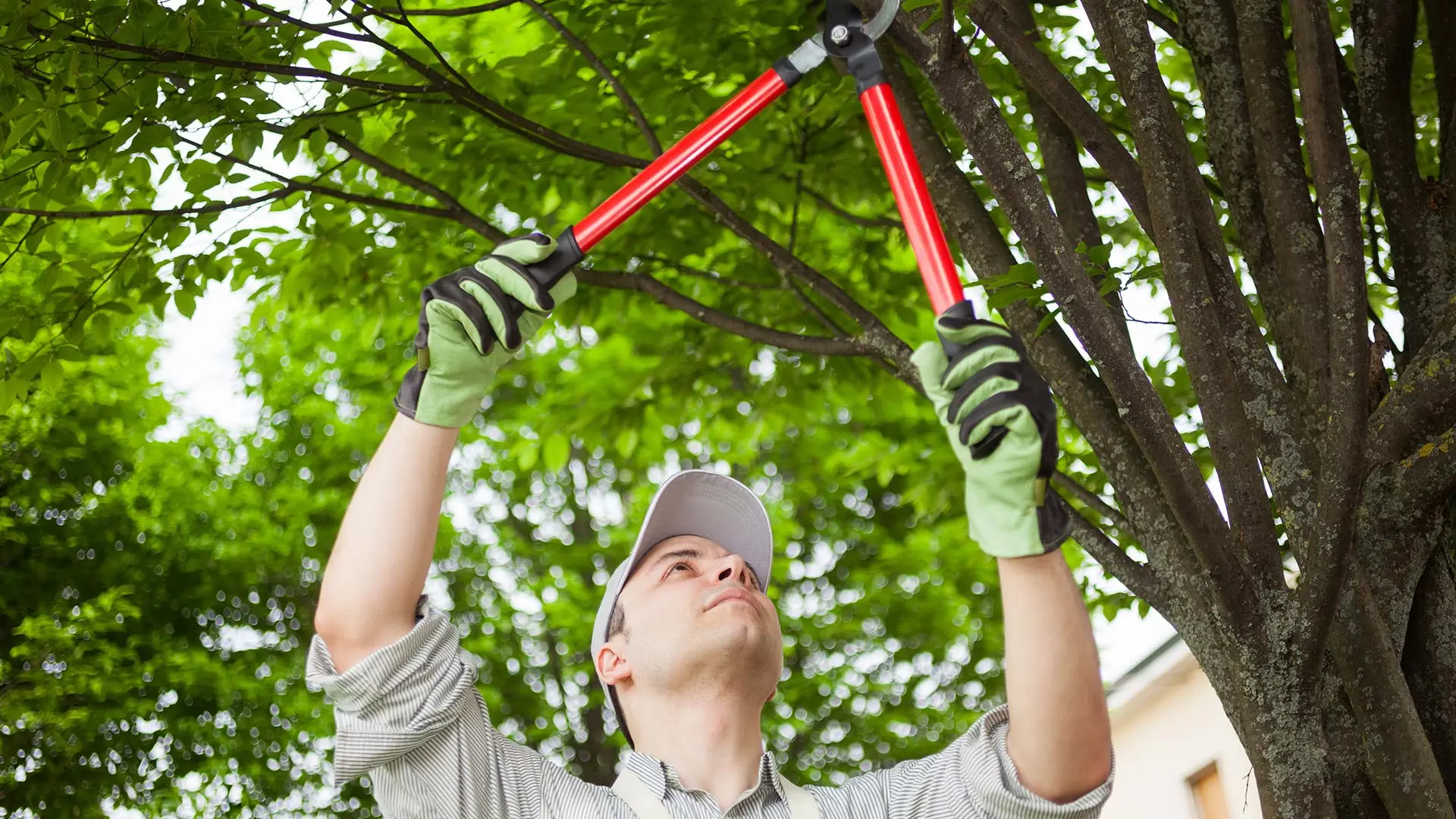 Trimming vs Pruning - They Are Not The Same Thing