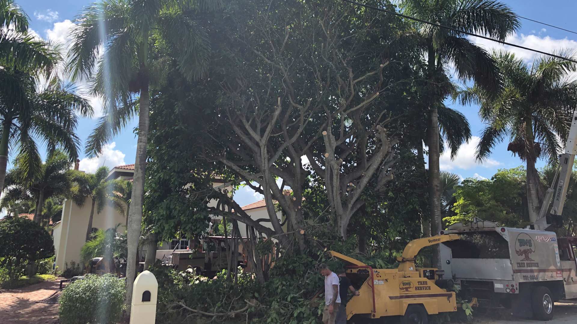 Professionals removing a tree off of a property in Cypress Lake, FL.