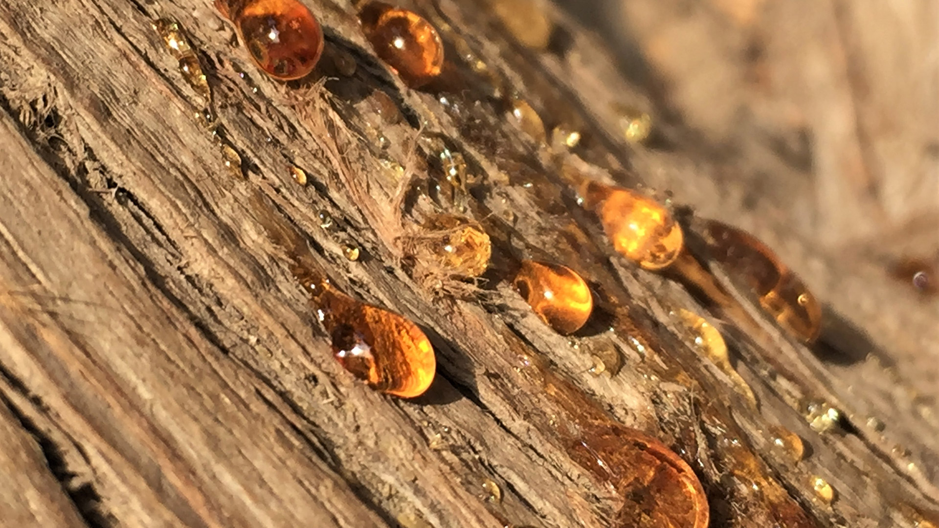 Avoid Heavy Sap Drip by Waiting to Trim These Trees in South Florida