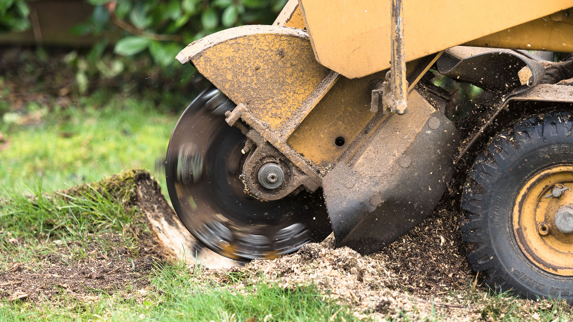Stump Removal vs Stump Grinding - Which One Is Better?