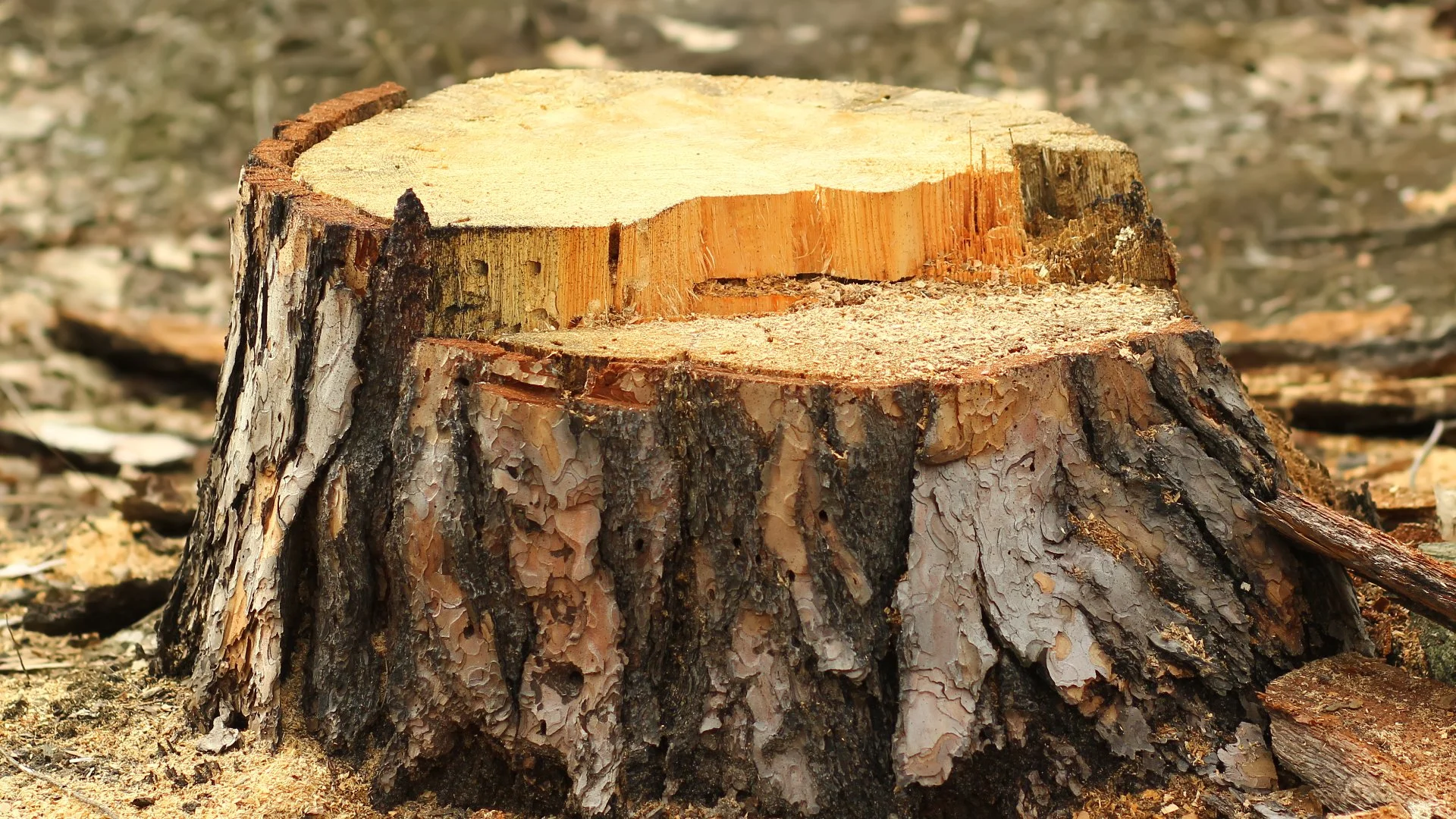How Much Does It Cost to Grind a Tree Stump?