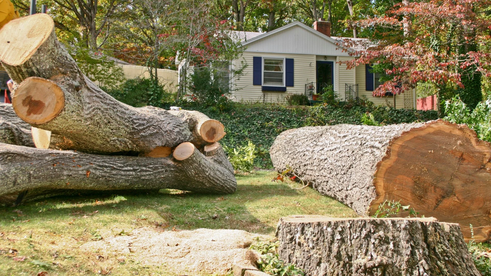 How Much Does It Cost to Remove a Tree?