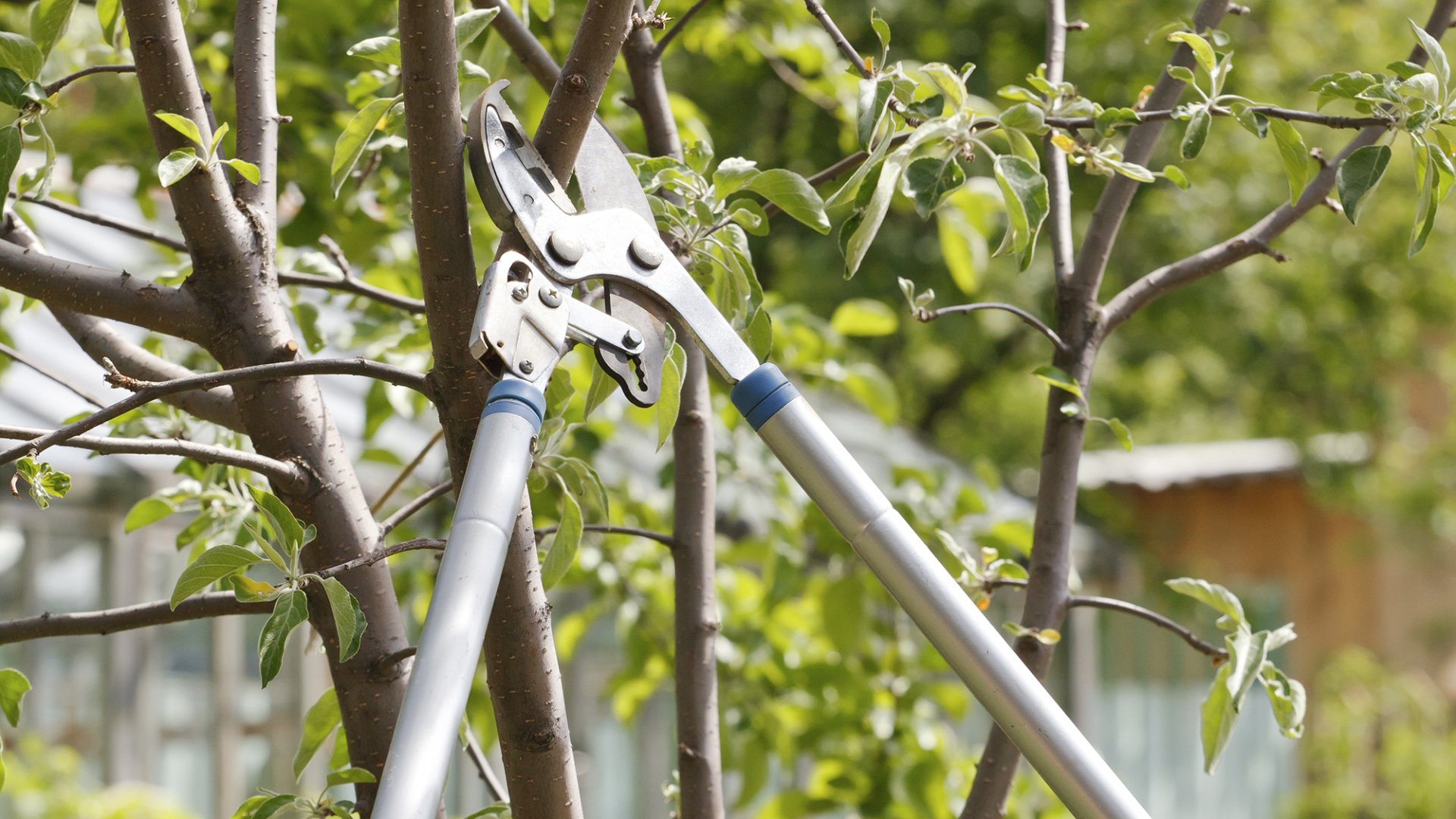 Common Mistakes to Avoid When Trimming Fruit Trees