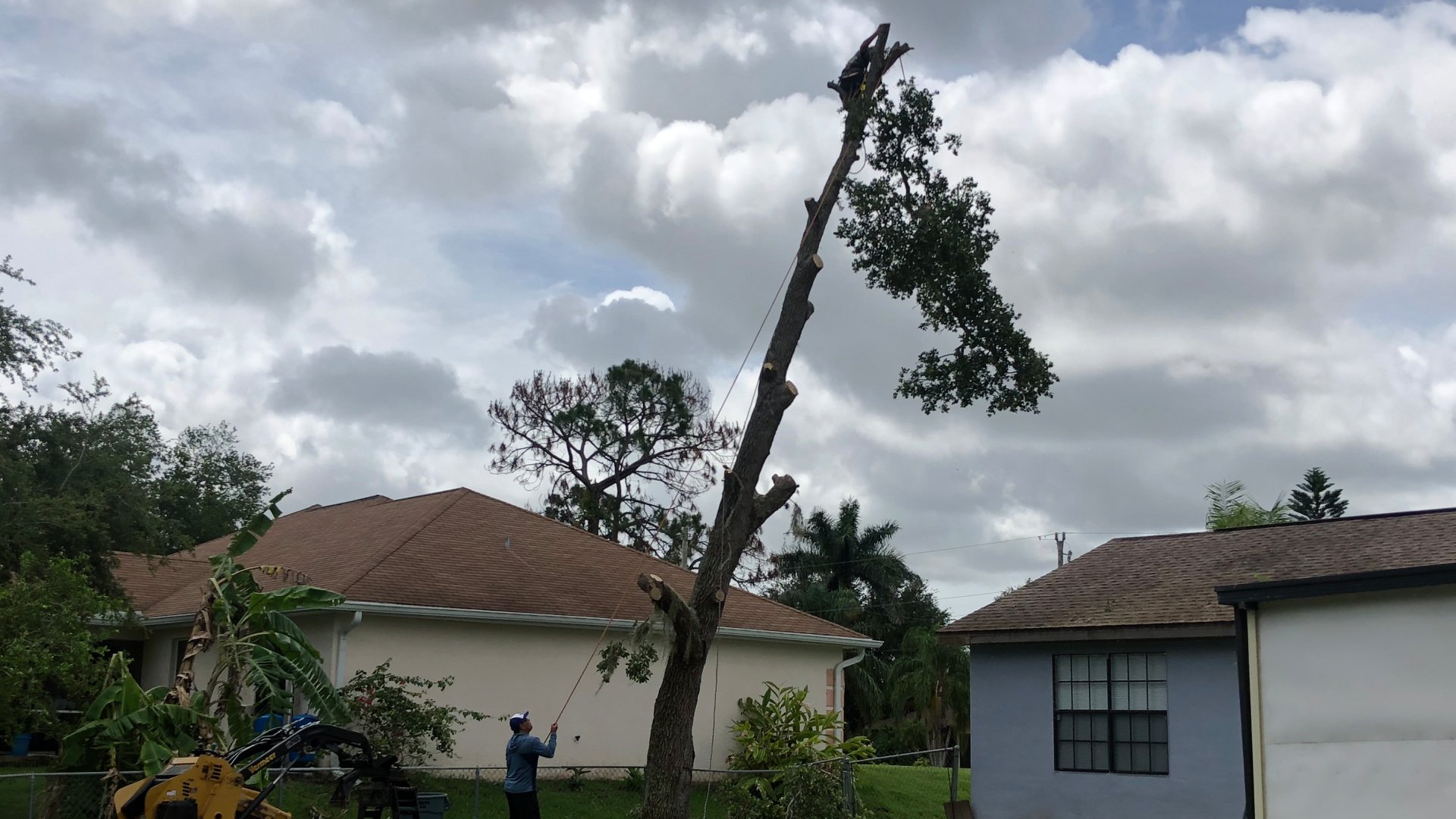 Two professionals trimming tree to avoid house damage in Suncoast Estates, FL.