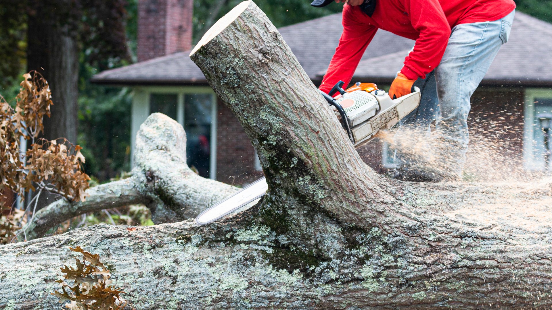 DIY Tree Removal Is a Bad Idea - Leave This Task to the Pros!