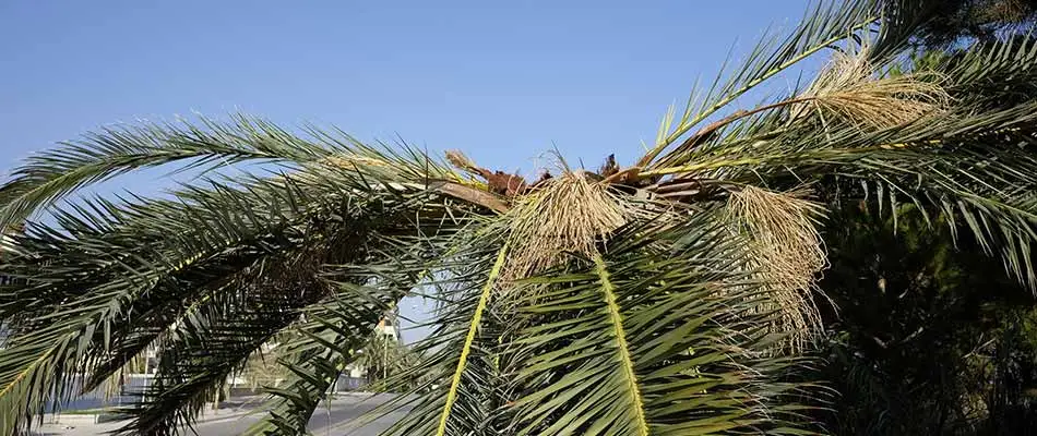 Damaged palm tree in Fort Myers, FL.