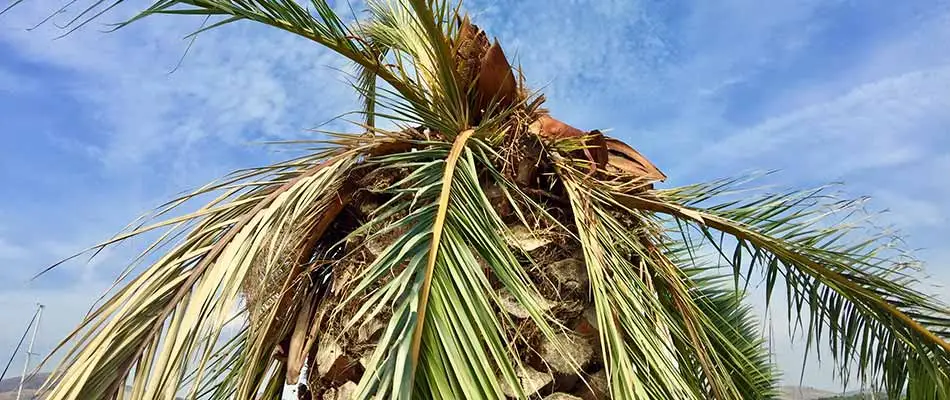 Diseased palm tree requiring trimming in Cape Coral, FL.