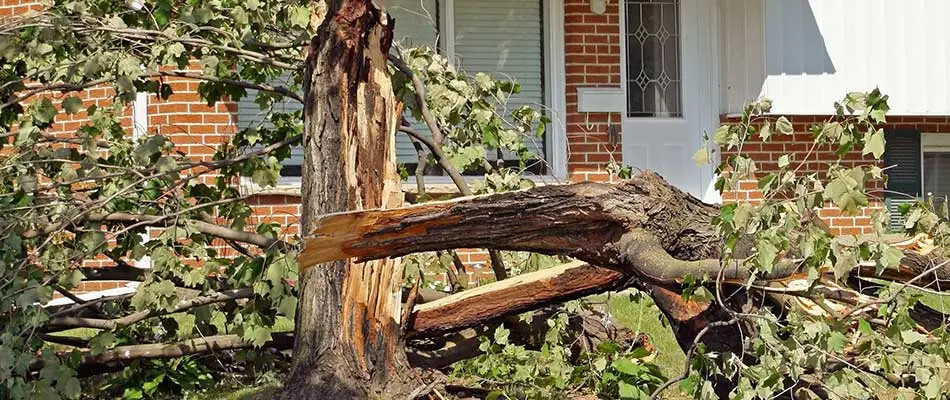 Fallen tree with broken branches after a Cape Coral, FL storm.