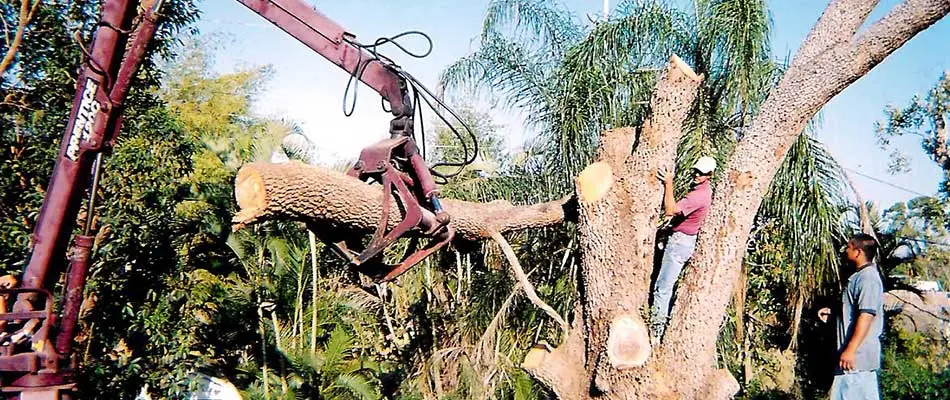 Grapple truck removing large tree logs in Cape Coral, FL.