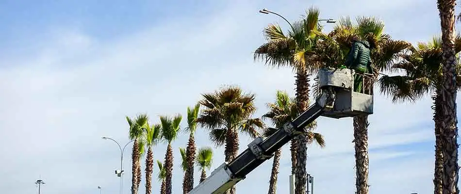 Trimming large palm trees in Fort Myers, FL.