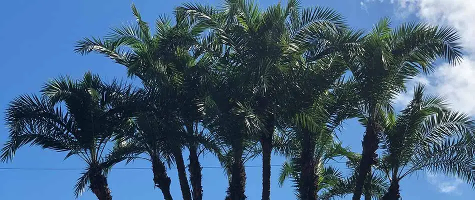 Palm trees that were recently trimmed and pruned in Fort Myers, FL.
