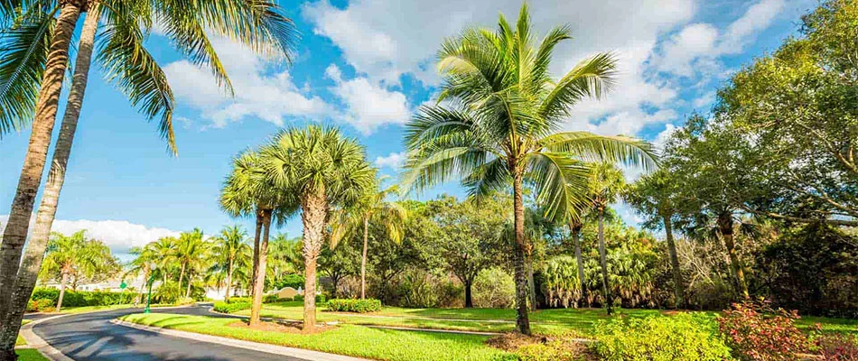 Palm trees after our company's tree trimming services in Lee County, FL.