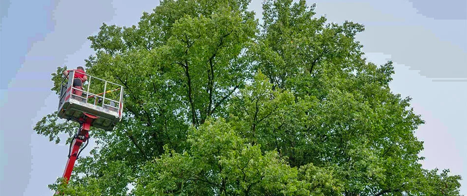 Trimming trees in Cape Coral, FL helps them stay healthy.