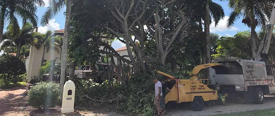 These trees in Cape Coral, FL are being pruned.