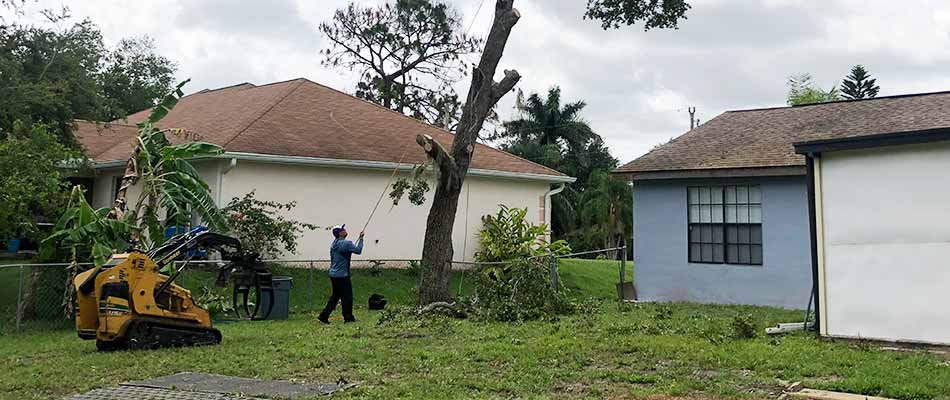 Removing a dead tree from a Cape Coral, FL property.