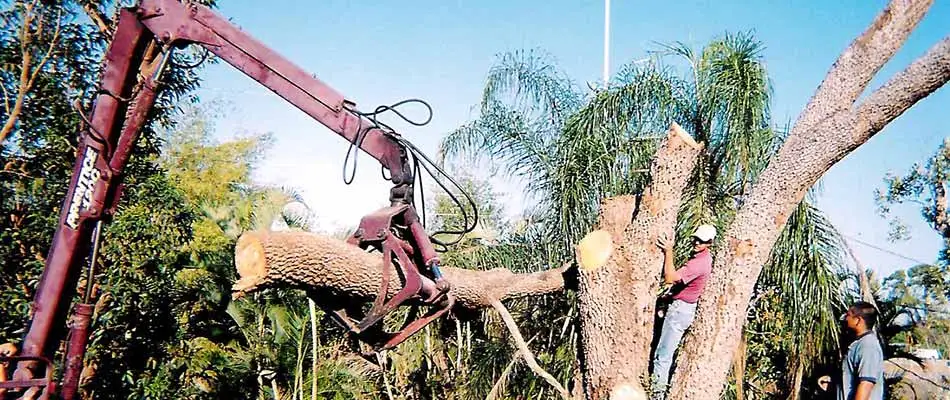 This dead tree in Fort Myers, FL needs to be removed.