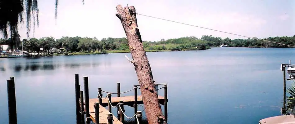 Identifying Trees That Are a Risk During Hurricane Season