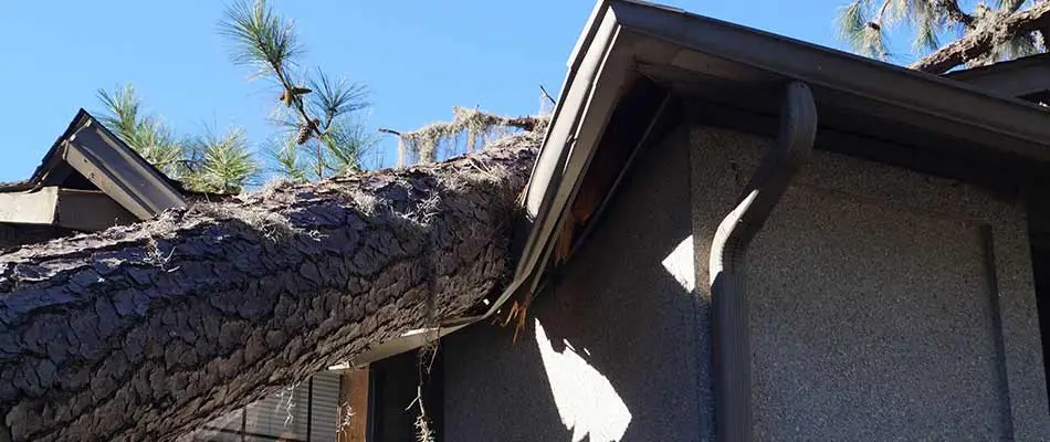 Roof damage from a falling tree in Cape Coral, Florida.