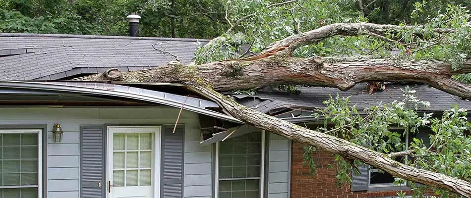 Does Homeowners Insurance Cover Tree Damage?