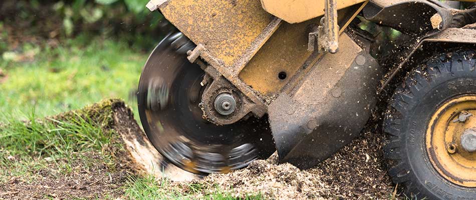 Our stump grinding machine grinds down a stump in Fort Myers, FL.