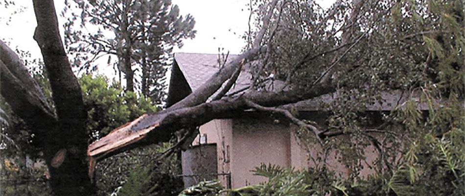 Untrimmed trees pose safety hazards, like this tree that has fallen into a home in Fort Myers, FL.