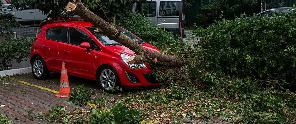 Tree fallen on red car near Cape Coral, FL.