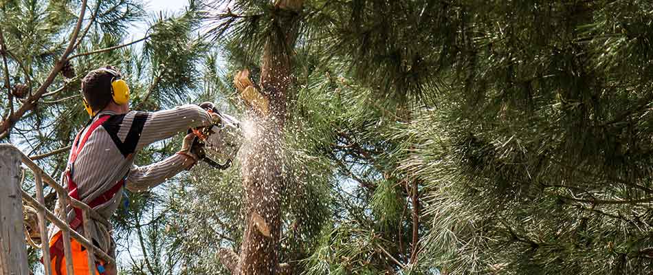 Tree Size Guide: Small vs. Medium vs. Large