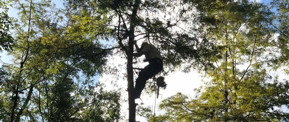 Hurricane Proofing Trees & When It Needs to Be Done