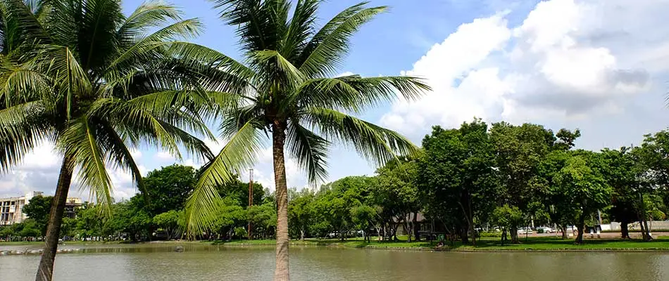 Group of carpentaria palm trees by a river in Cape Coral, FL.