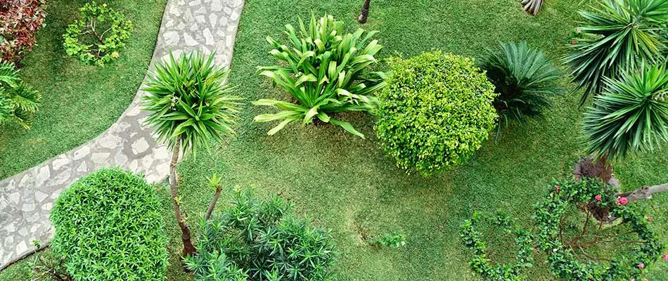 The crowns of tropical trees in a garden near Cape Coral, FL.